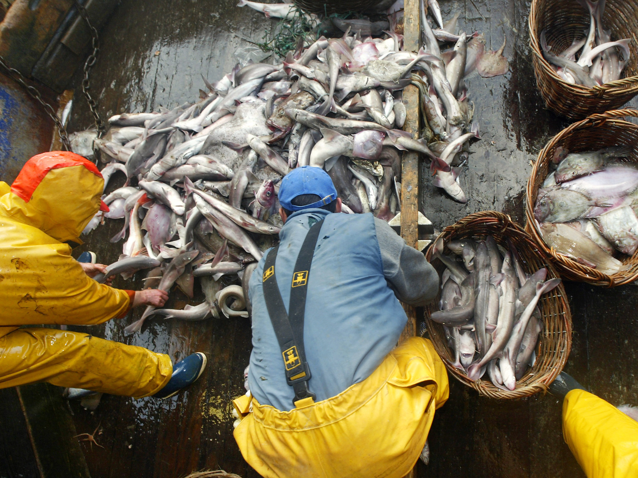 A fisherman loads a catch into baskets at sea aboard a Spanish boat. Two vessels flying the Spanish flag were signaled out for &quot;going dark&quot; in a new report issued by the conservation group Oceana. (AFP/Getty Images)