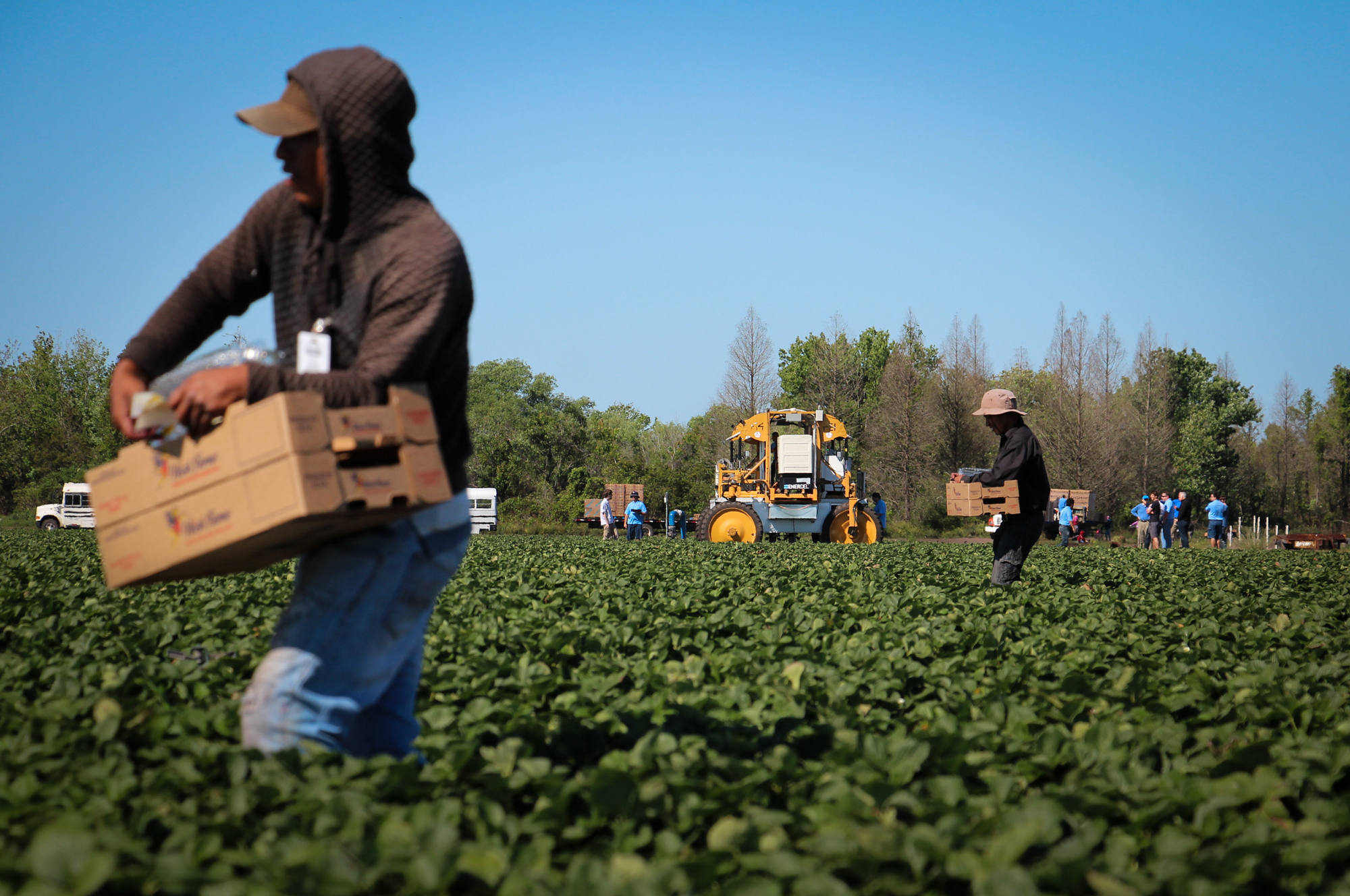 Robots Are Trying To Pick Strawberries. So Far, They're Not Very Good At It 3 The strawberry harvest is underway near Duette, Fla. In the background, the strawberry-picking robot awaits its turn.