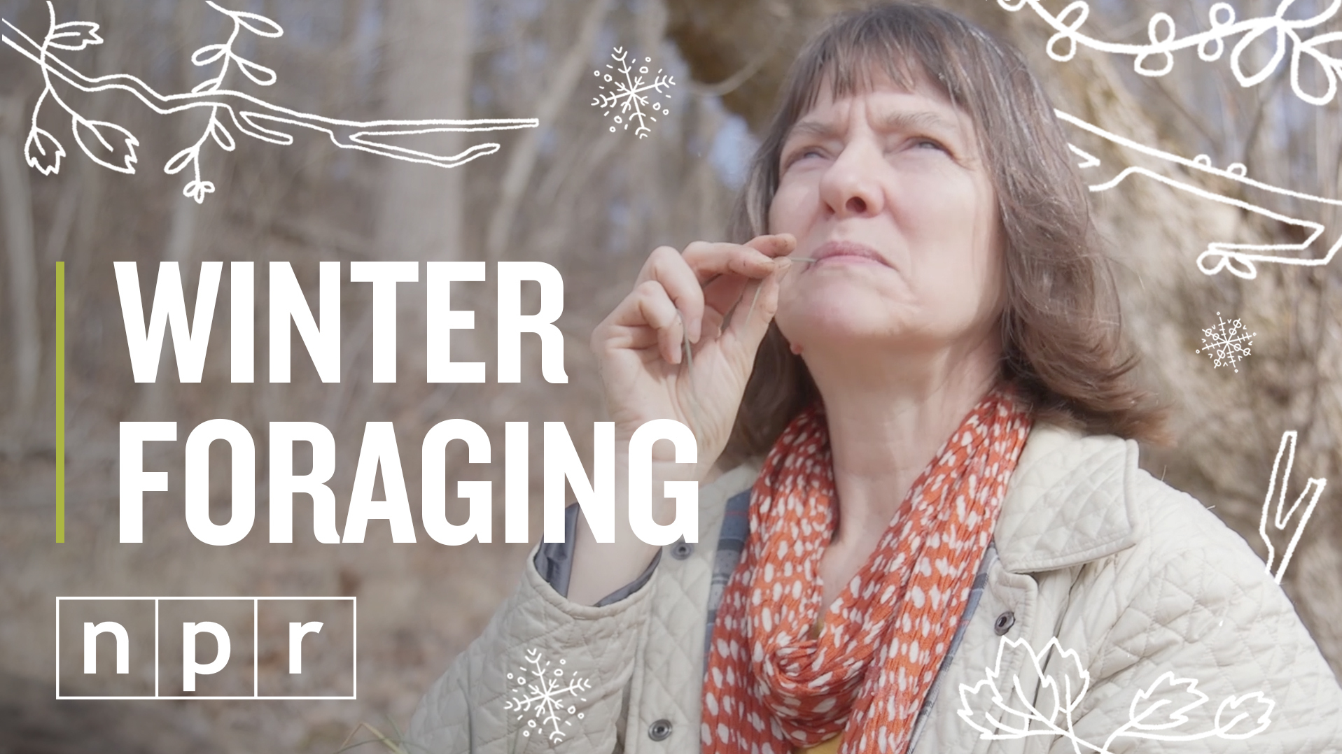VIDEO: We Went Foraging For Winter's Wild Edibles