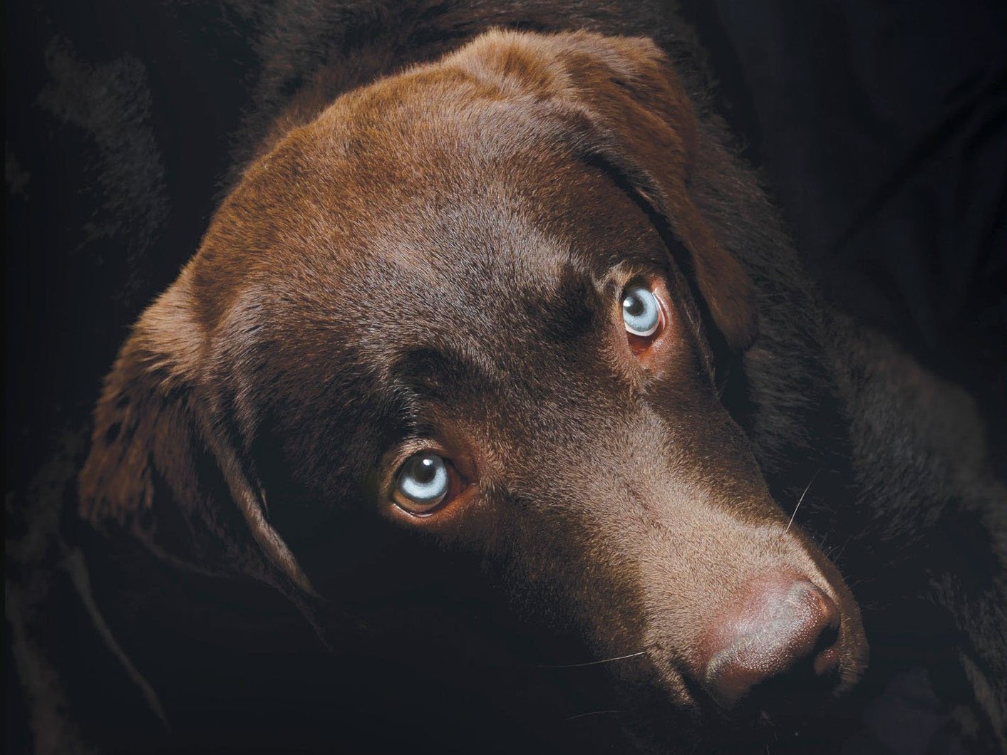 You don't have to be a dog person to enjoy 'Tomorrow'