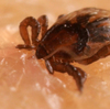 See: How ticks dig their hooks into you