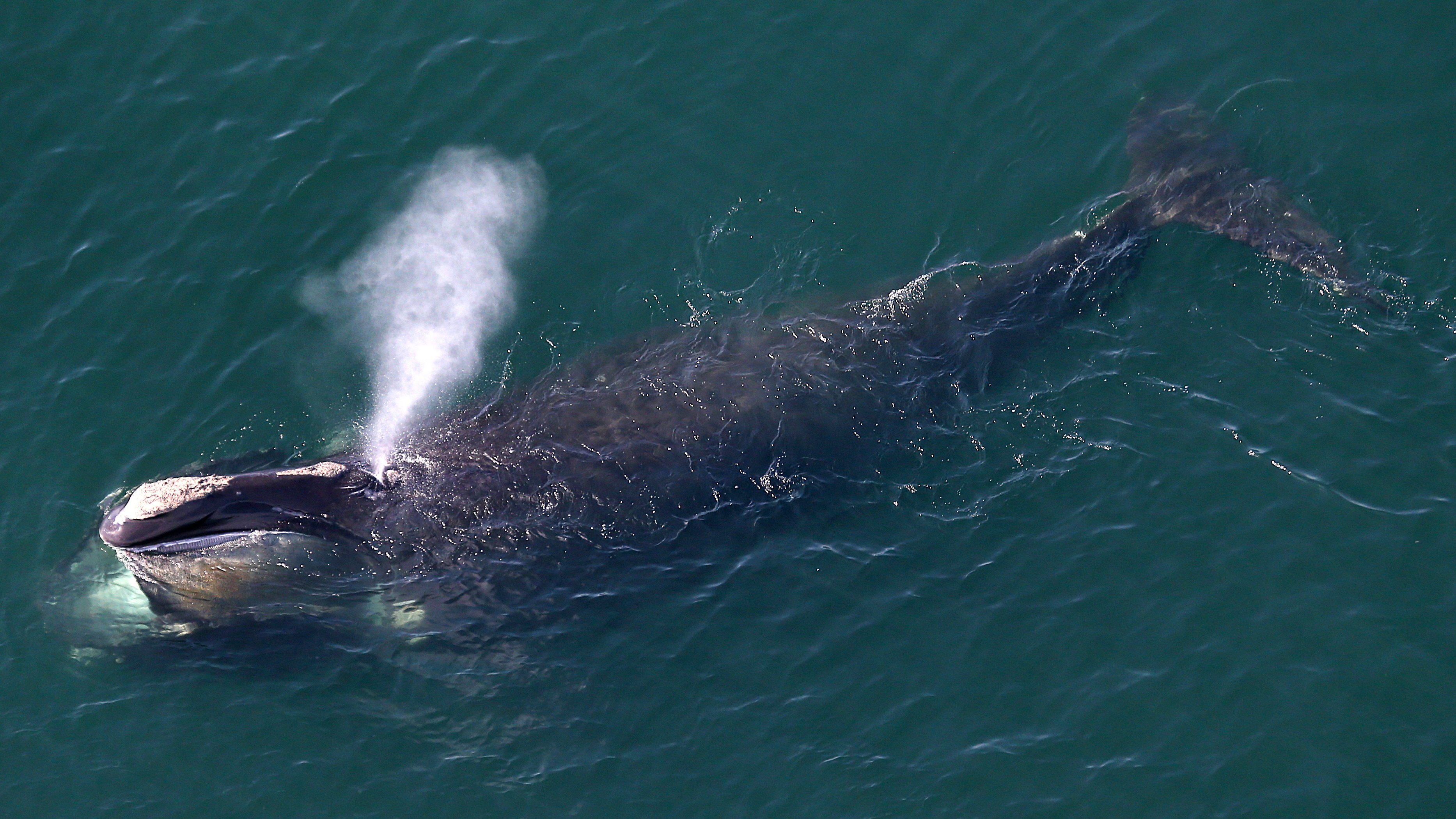 North Atlantic right whales are at risk of extinction because they often become ensnared in ropes used to guide lobster traps along the Northeastern U.S. and Canadian coastline. (Boston Globe via Getty Images)