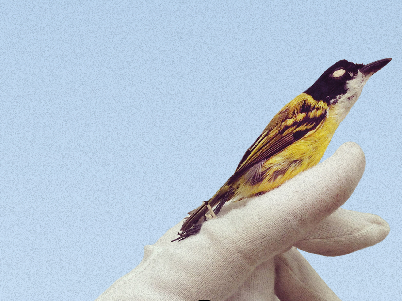 'Look Alive Out There' elevates its anecdotes with humor and feeling