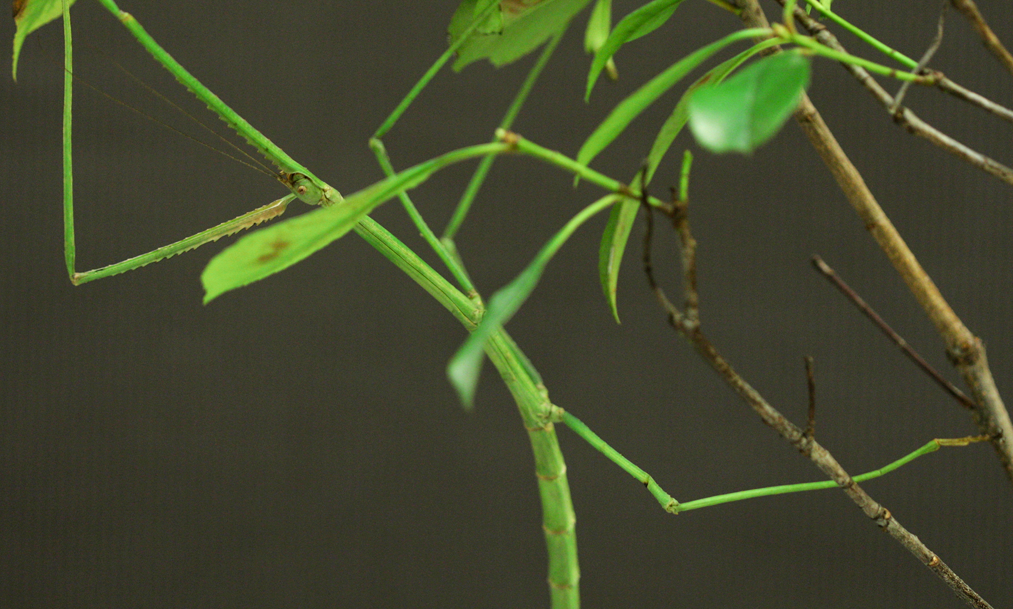 Video: Can You Find The Mimics In America's Largest Insect Collection