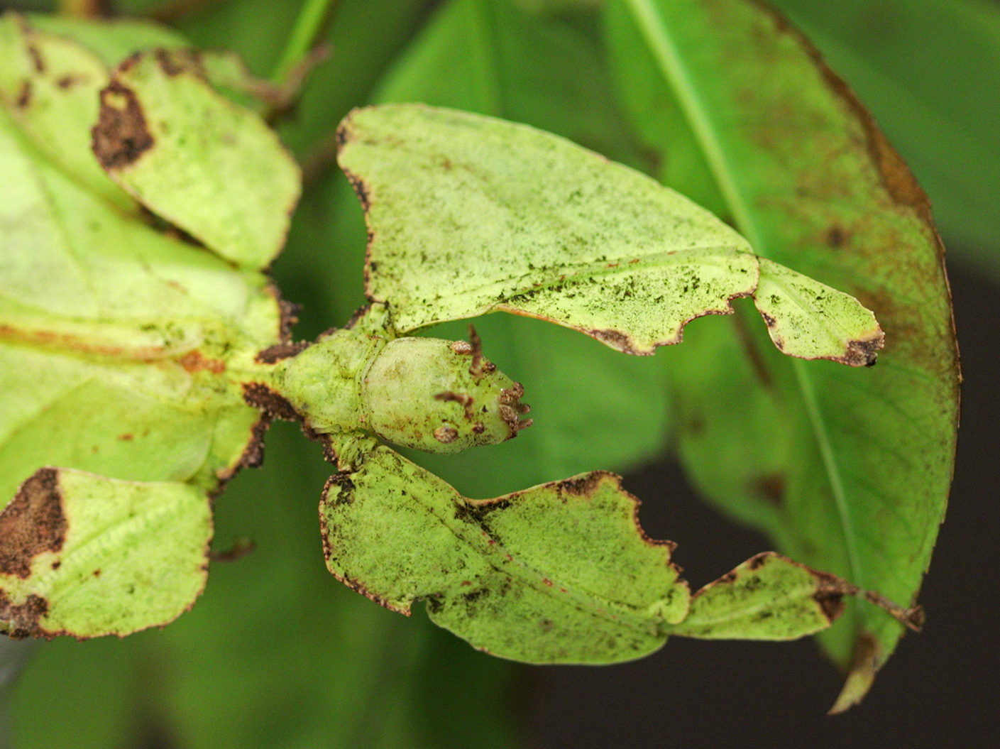 Video: Can You Find The Mimics In America's Largest Insect Collection ...