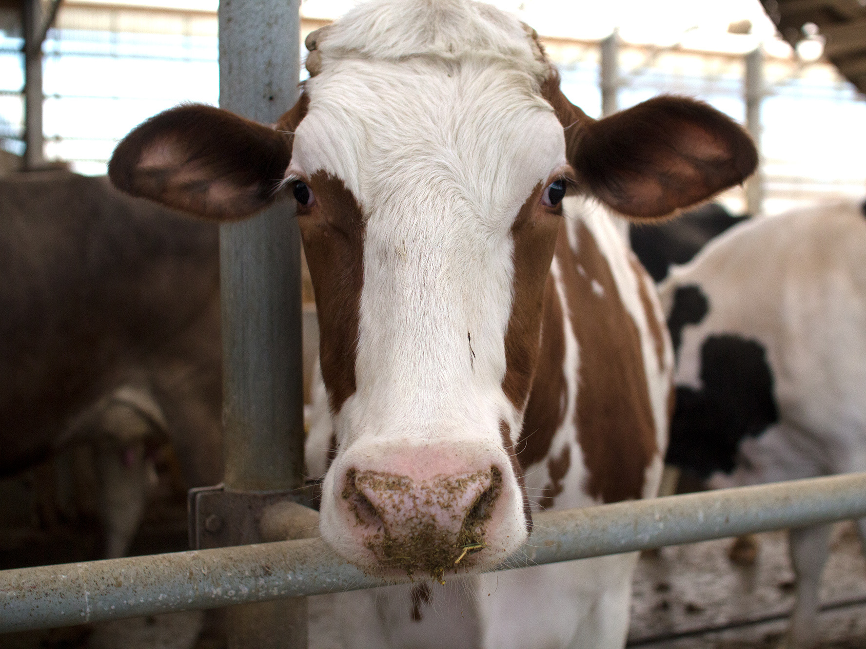 A cow at Carol and Bill Schuler's dairy farm in southwest Michigan. (Dan Charles)