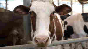 When Robots Milk Cows, Farm Families Taste Freedom