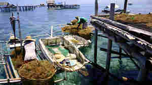 USDA Defies Advisers, Allows Carrageenan To Keep Organic Label