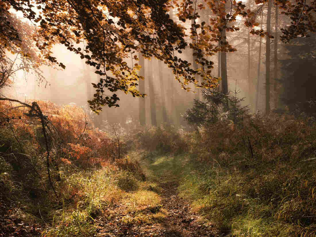The Japanese practice of forest bathing has been scientifically studied, and now one of its foremost experts has written a book on its benefits, says Marcelo Gleiser.