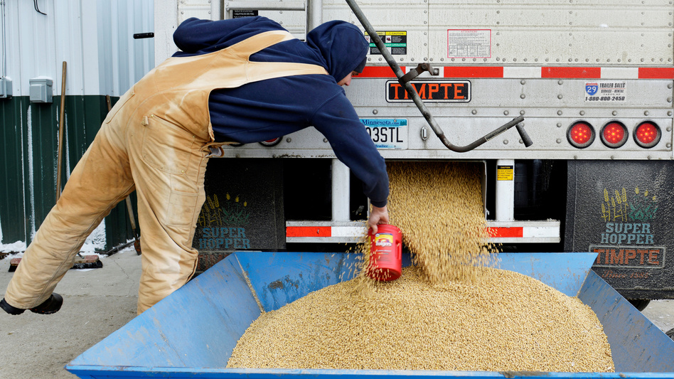 China currently buys nearly a third of the U.S. soybean crop — but the country plans to impose tariffs, in response to a Trump administration plan. Here, a worker takes a sample from a truckload of soybeans in Fargo, N.D., last December. (Dan Koeck/Reuters)