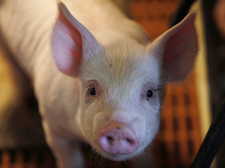 A pig stands in its pen at a farm in Collins, Iowa. (Charlie Neibergall/AP)