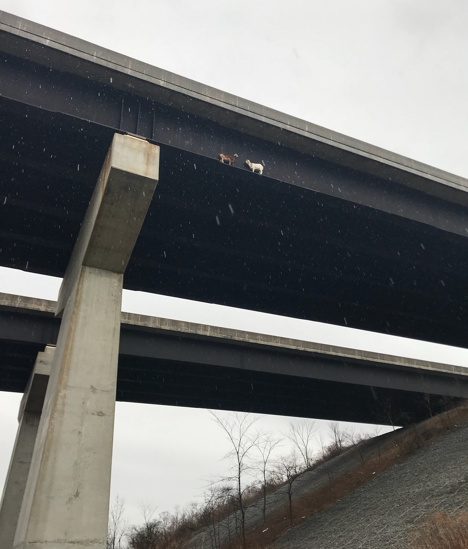 So 2 goats were stuck on a beam under a bridge...