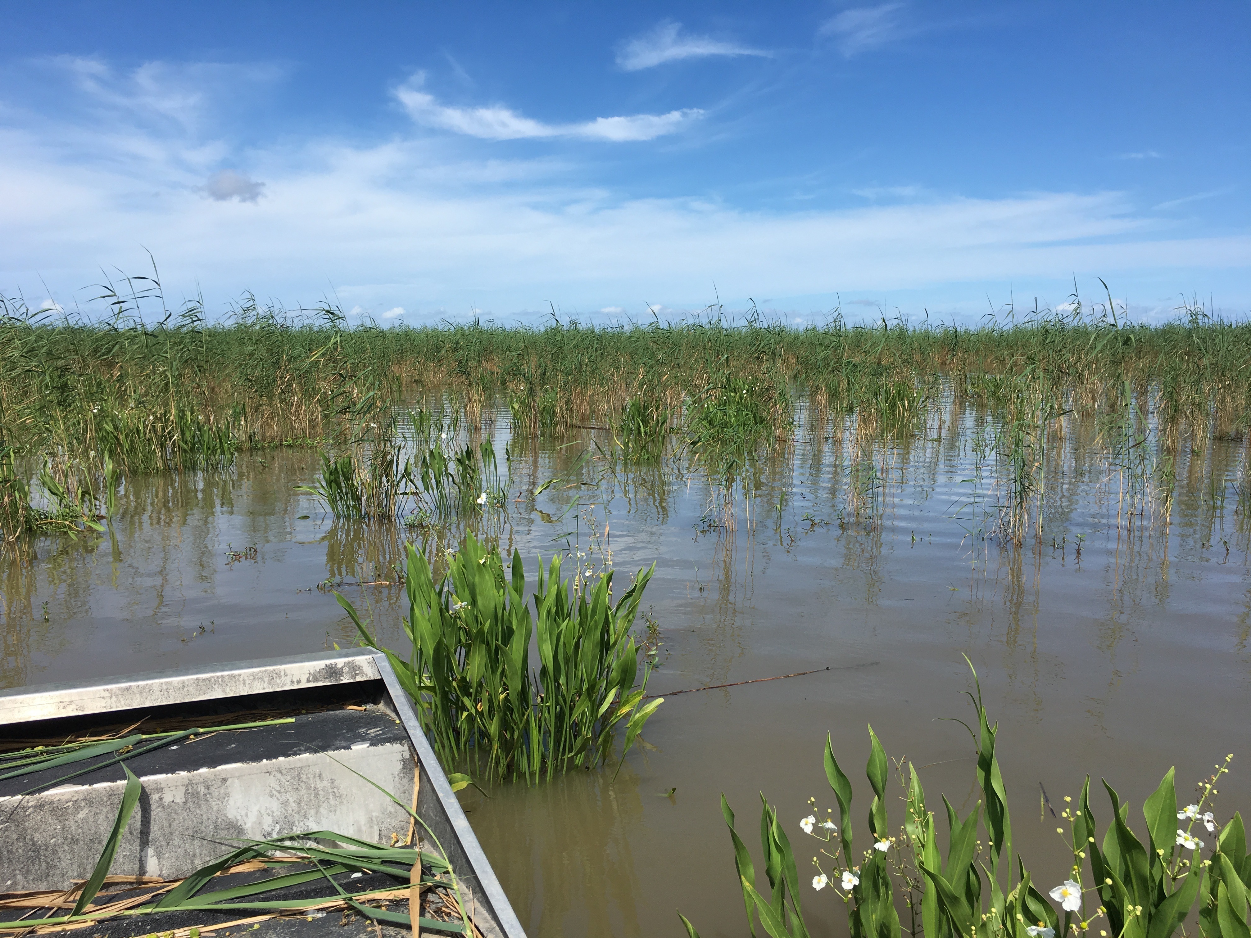Louisiana Issues Quarantine To Control Invasive MarshKilling Bug NPR