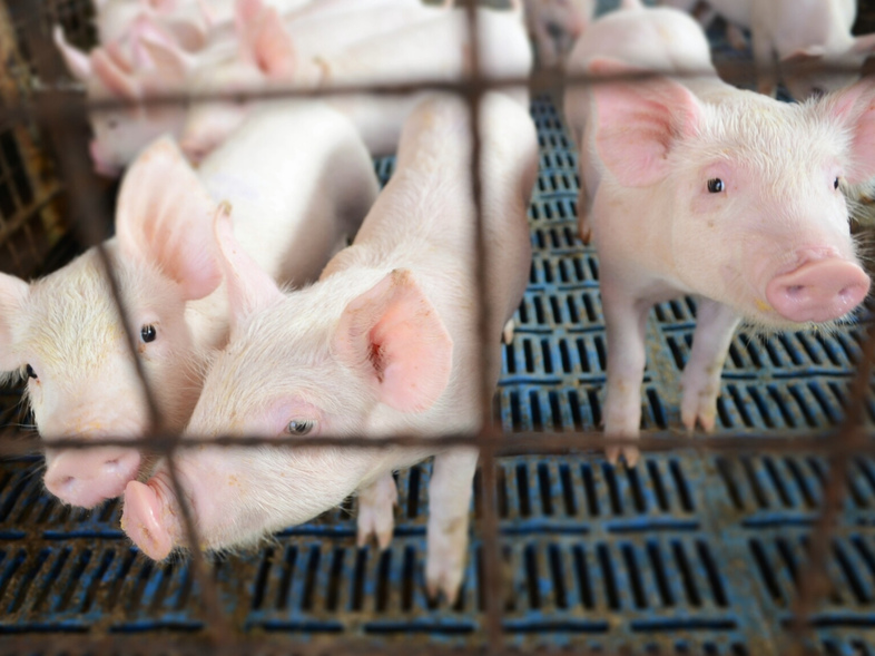 Hog farmers worry that they will pay a hefty price if there's a trade war with China. (Red Cedicol/EyeEm/Getty Images)