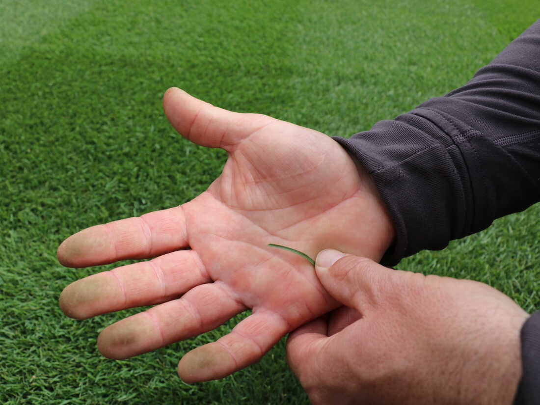 Major League Baseball Ballpark Grass and Turf