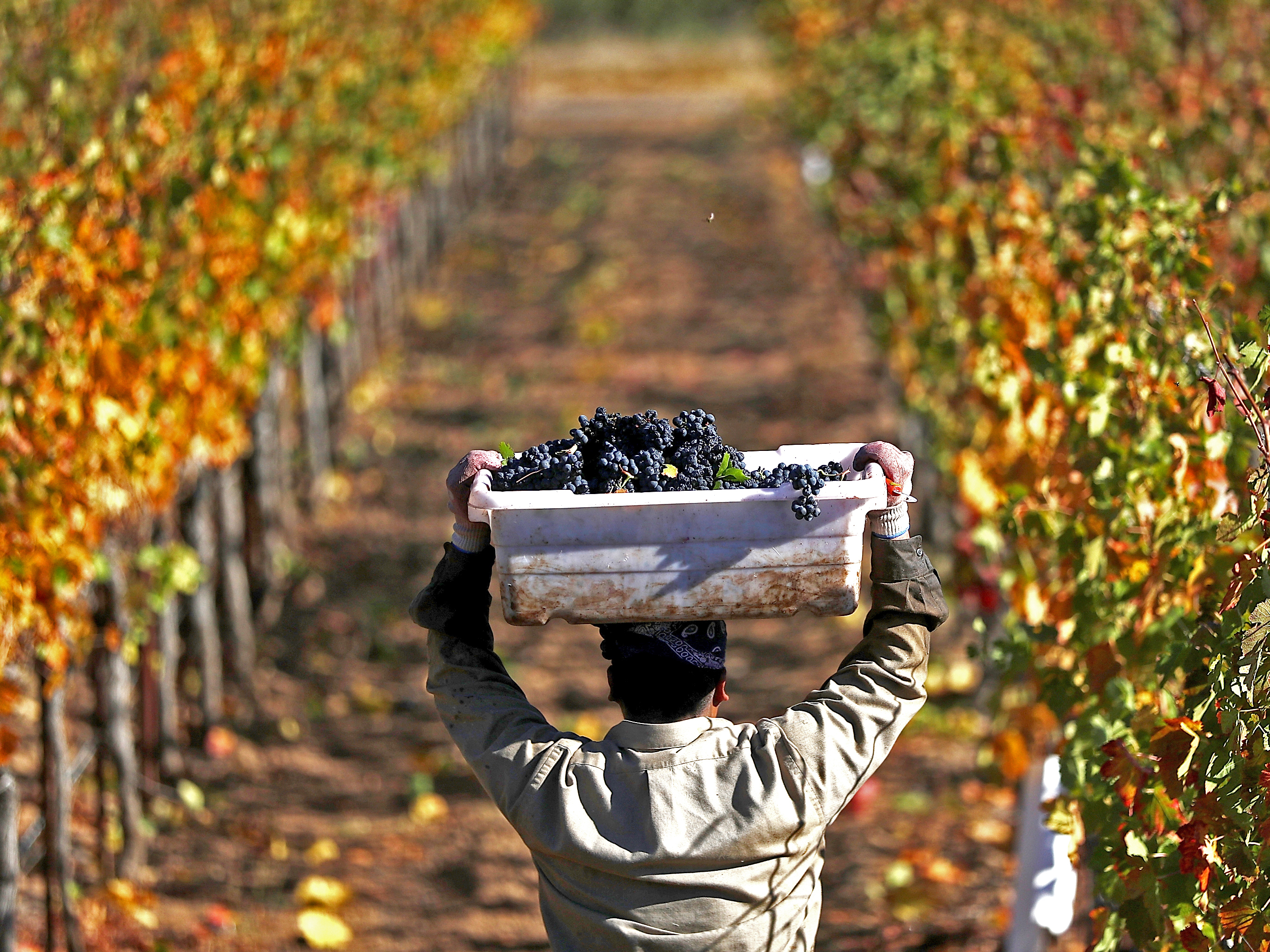With the new tariff in effect, most American wines will incur duties of 29 percent. (Getty Images)