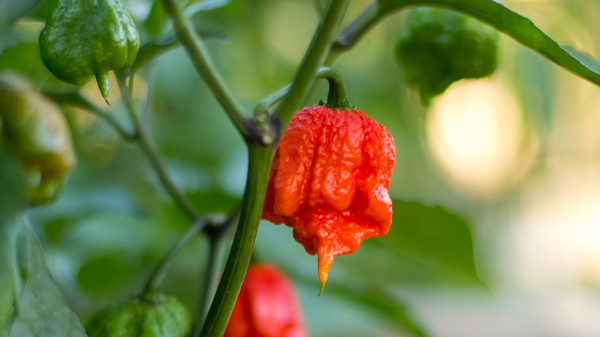 Carolina Reapers are some of the hottest peppers in the world. So hot, in fact, that for one man, participating in a pepper-eating contestant resulted in a painful, serious "thunderclap headache."