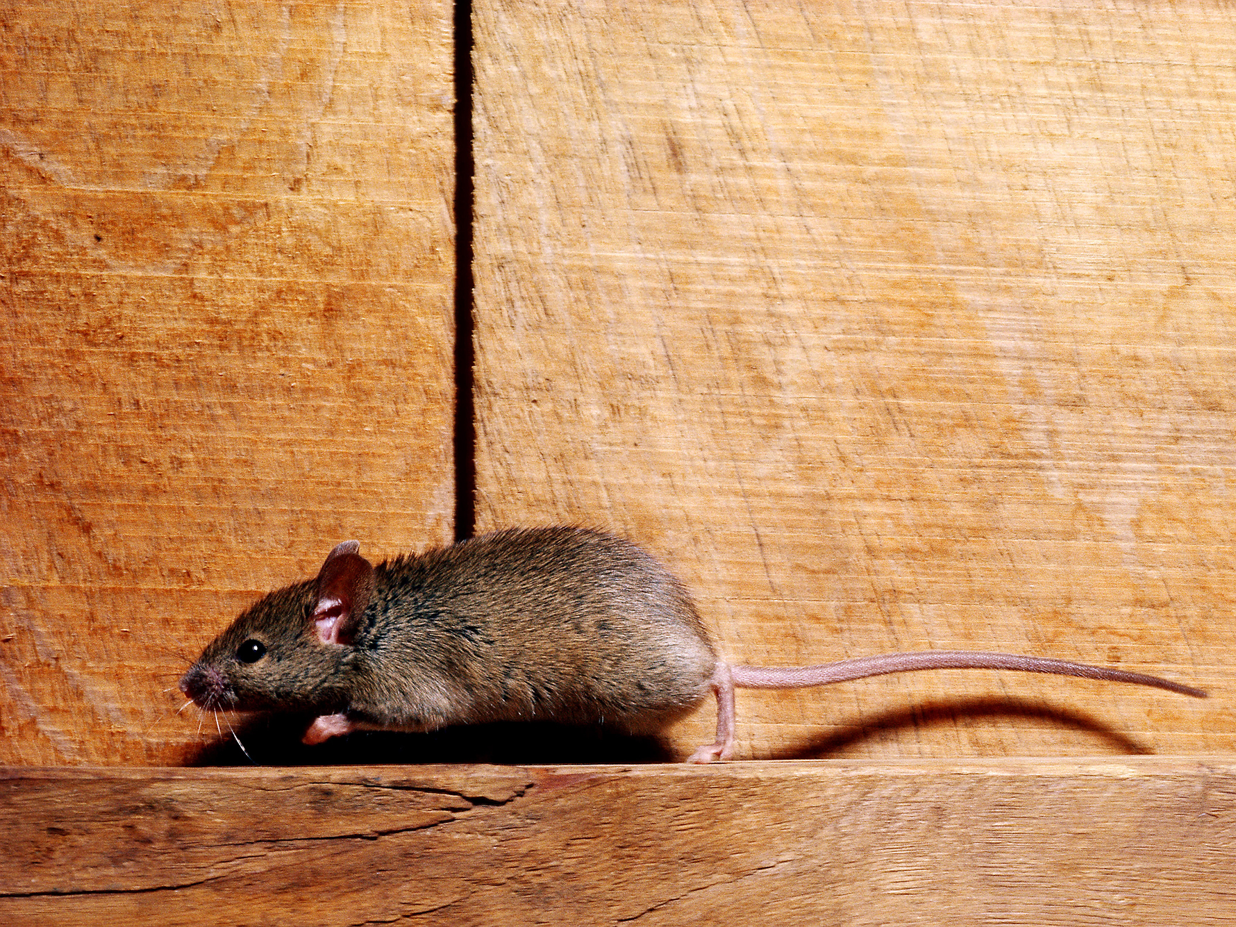 New York City Mice Carry Bacteria That Can Make People Sick NCPR News