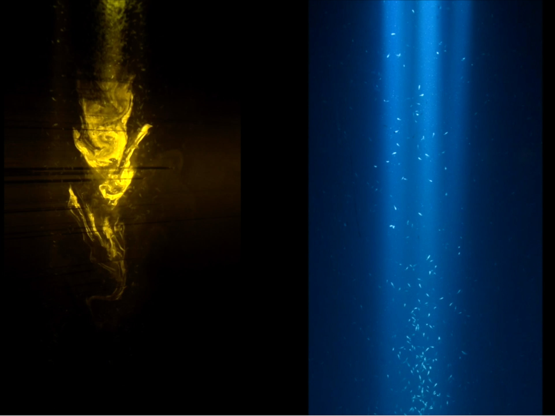 Swarms Of Tiny Sea Creatures Are Powerful Enough To Mix Oceans, Study Finds