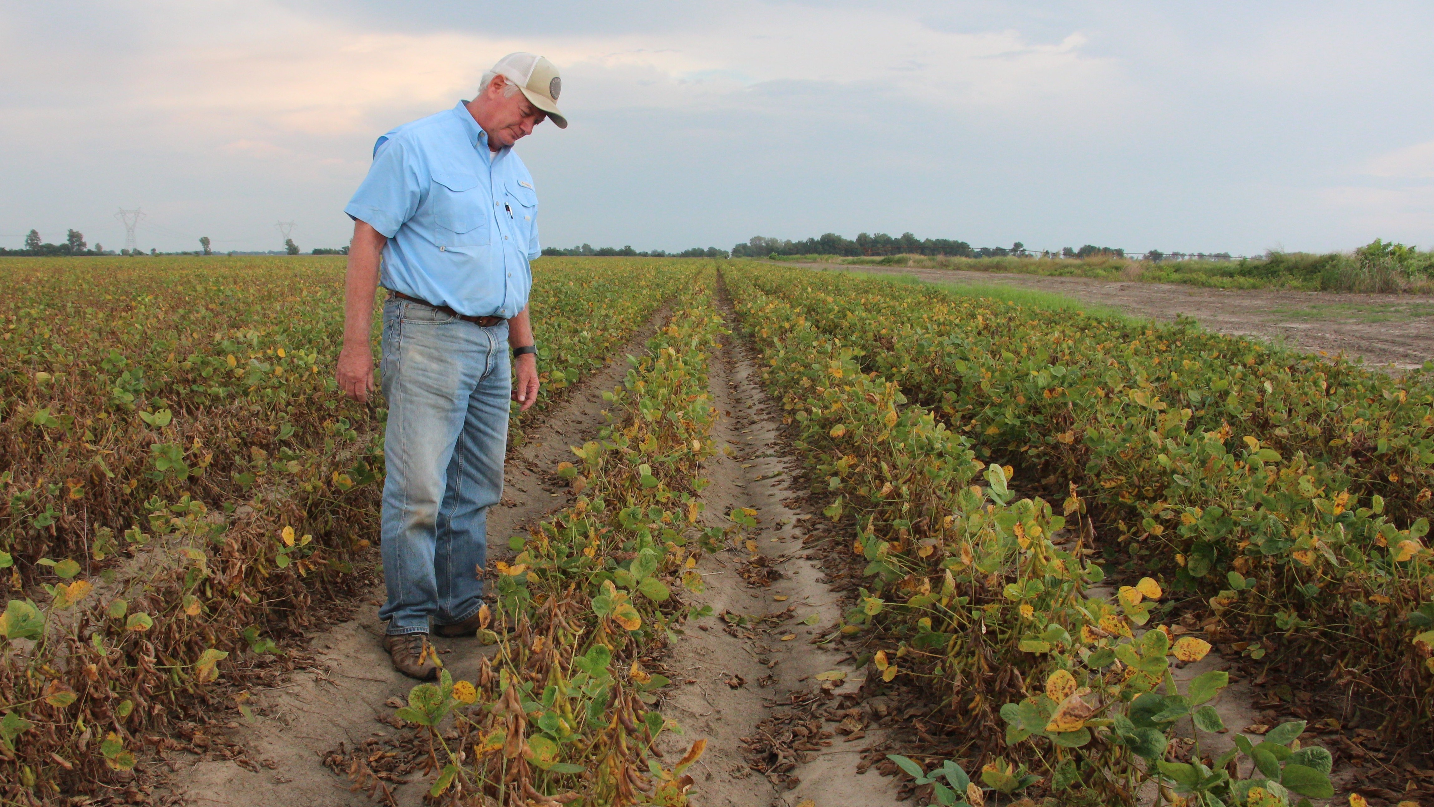 Arkansas farmer David Wildy inspects a field of soybeans that were damaged by dicamba. The pesticide ban is tied up in courts, leaving farmers uncertain about what to plant. (NPR)