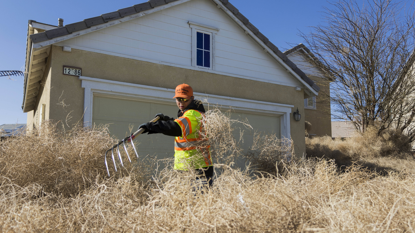 'Houses Disappeared' When Tumbleweeds Rolled Into This California City