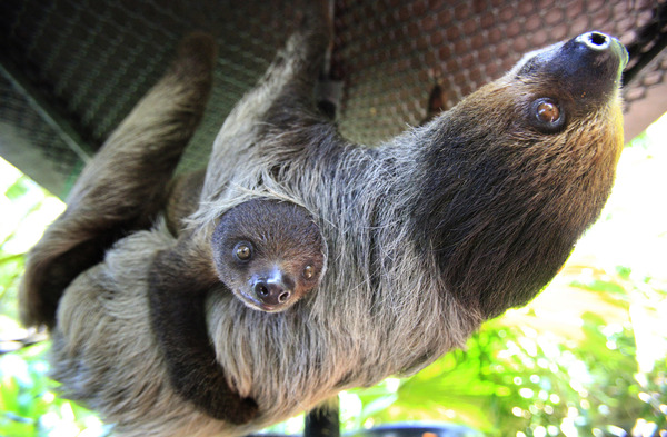 Humans often look at sloths upside down, Cooke says. Sloths are designed to hang from trees — and "gravity removes their dignity." Above, a four-month-old baby sloth hangs onto its mother at the Singapore Zoo.