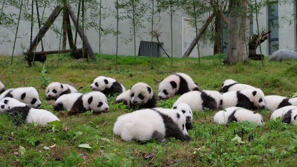 Zoologist Lucy Cooke says we infantilize pandas because they look cute. "We don't think of them as bears," she says. "We think of them as helpless evolutionary mishaps." Though captive breeding programs get a lot of press, she wishes that there were more emphasis on maintaining their natural habitat. Above, panda cubs at a conservation center in Wenchuan in China's southwestern Sichuan province.