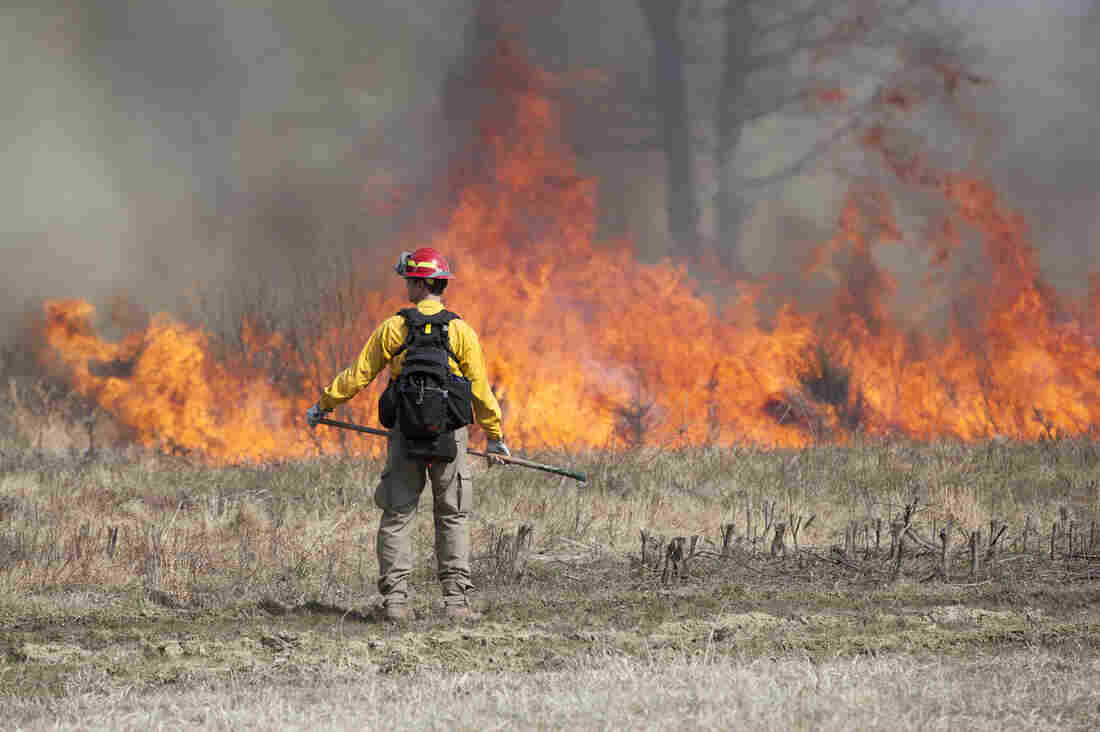 A controlled burn at Manassas National Battlefield in Virginia.