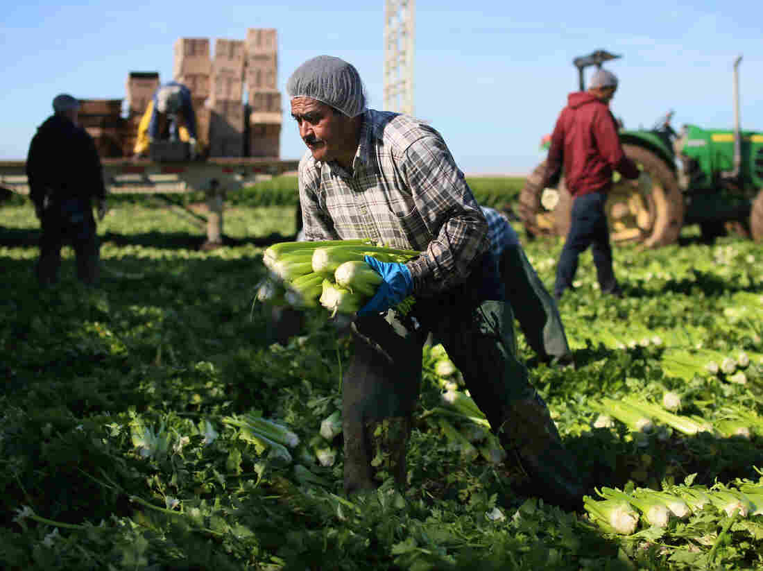 The Farm Labor Drought
