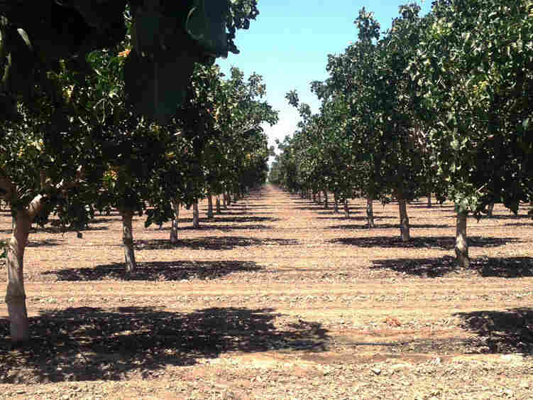 Pistachio trees in California's drought-stricken Central Valley.