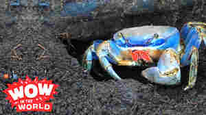 Your Crabby Pee Is Scaring Me!