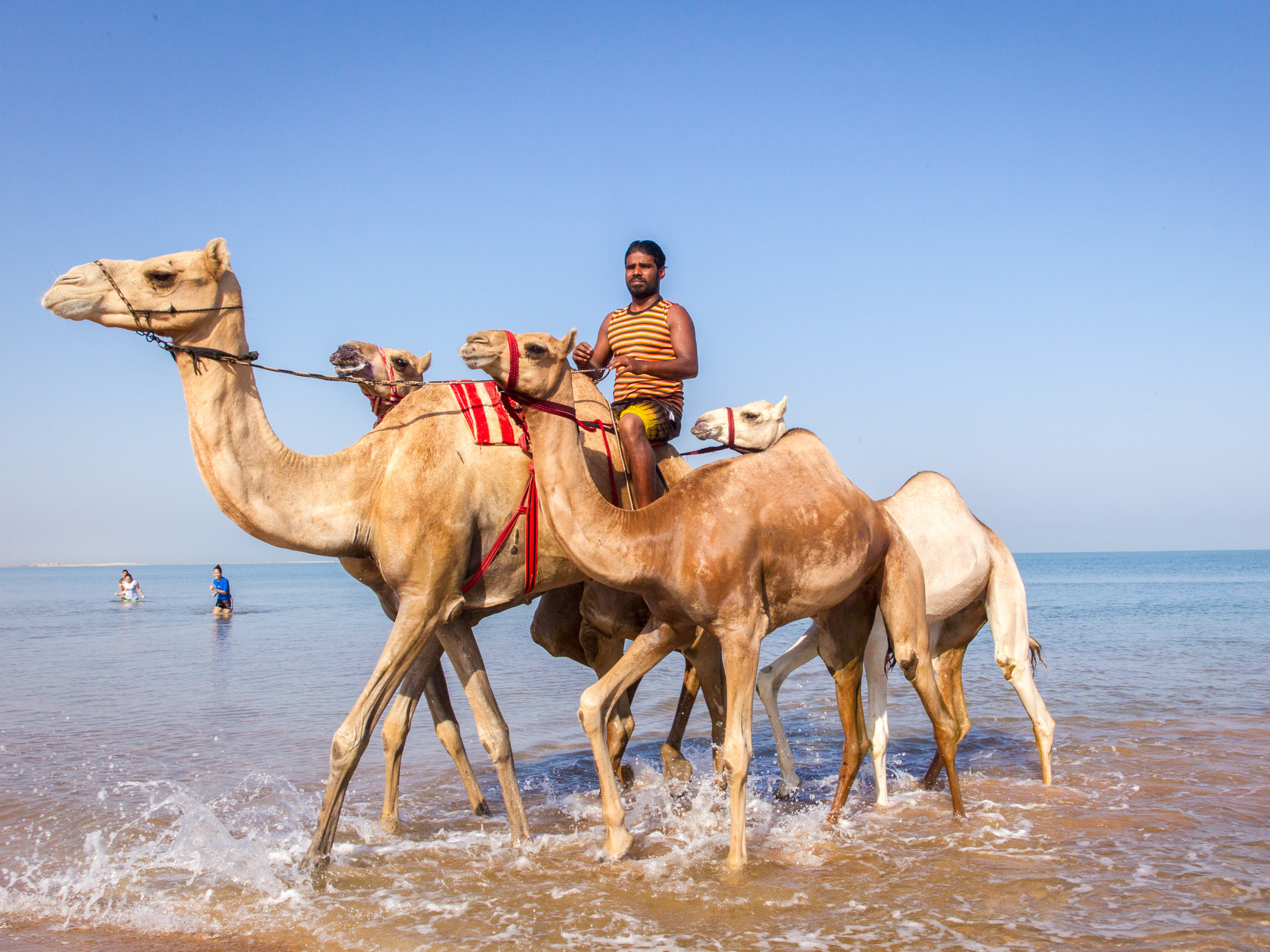 A camel handler rides his beasts out of the water after bathing them to get rid of ticks and fleas. (LightRocket via Getty Images)