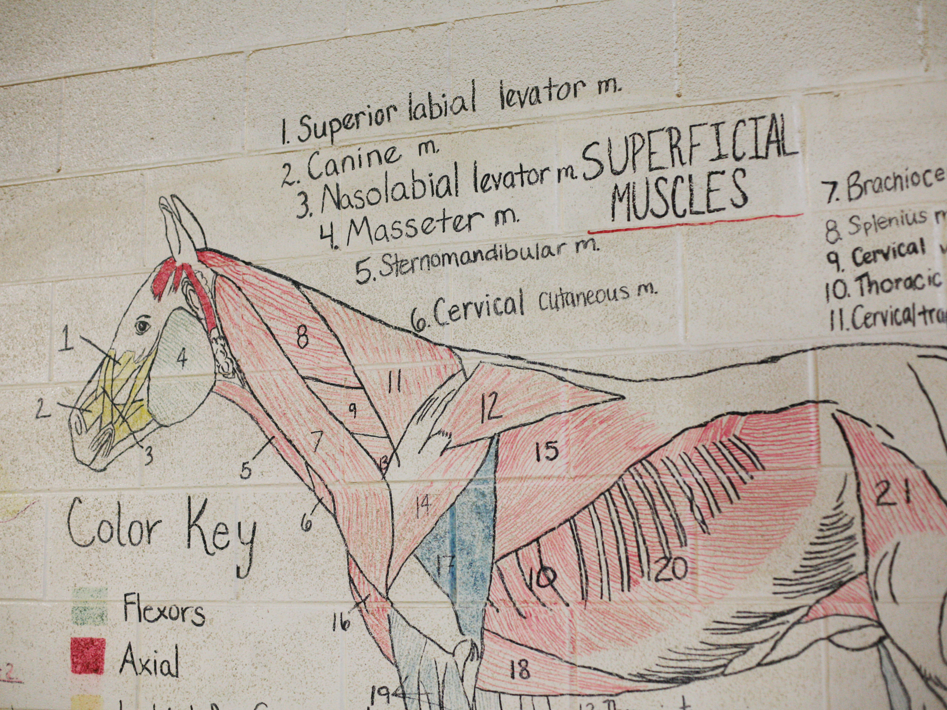 Teaching diagrams line the walls of the riding arena at Midway University.Allie Johnson, a rising Midway junior, with her favorite ride, Sophie.An aerial view of the pastures and barns on campus at Midway University, located in Kentucky's world-famous horse country.One of the barns at Midway.Teaching diagrams line the walls of the riding arena at Midway University.Allie Johnson, a rising Midway junior, with her favorite ride, Sophie.An aerial view of the pastures and barns on campus at Midway University, located in Kentucky's world-famous horse country.One of the barns at Midway.Teaching diagrams line the walls of the riding arena at Midway University.Allie Johnson, a rising Midway junior, with her favorite ride, Sophie.An aerial view of the pastures and barns on campus at Midway University, located in Kentucky's world-famous horse country.One of the barns at Midway.Teaching diagrams line the walls of the riding arena at Midway University.Allie Johnson, a rising Midway junior, with her favorite ride, Sophie.An aerial view of the pastures and barns on campus at Midway University, located in Kentucky's world-famous horse country.One of the barns at Midway. Teaching diagrams line the walls of the riding arena at Midway University.Allie Johnson, a rising Midway junior, with her favorite ride, Sophie.An aerial view of the pastures and barns on campus at Midway University, located in Kentucky's world-famous horse country.One of the barns at Midway.Teaching diagrams line the walls of the riding arena at Midway University.Allie Johnson, a rising Midway junior, with her favorite ride, Sophie.An aerial view of the pastures and barns on campus at Midway University, located in Kentucky's world-famous horse country.One of the barns at Midway.Teaching diagrams line the walls of the riding arena at Midway University.Allie Johnson, a rising Midway junior, with her favorite ride, Sophie.An aerial view of the pastures and barns on campus at Midway University, located in Kentucky's world-famous horse country.One of the barns at Midway.Teaching diagrams line the walls of the riding arena at Midway University.Allie Johnson, a rising Midway junior, with her favorite ride, Sophie.An aerial view of the pastures and barns on campus at Midway University, located in Kentucky's world-famous horse country.One of the barns at Midway.