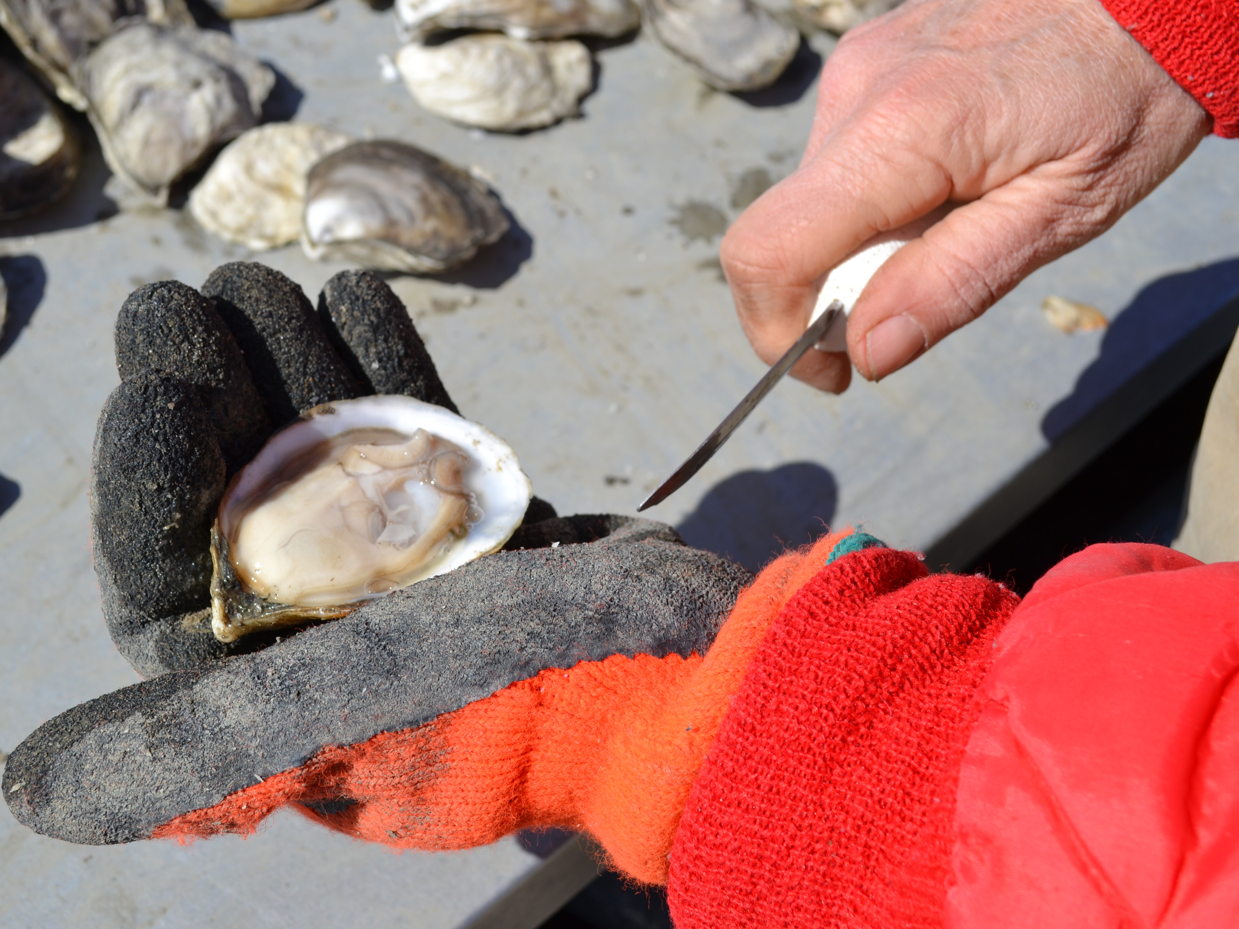 On East Coast Oyster Farms, 'Women Are Rising Up From The Bay In A Big