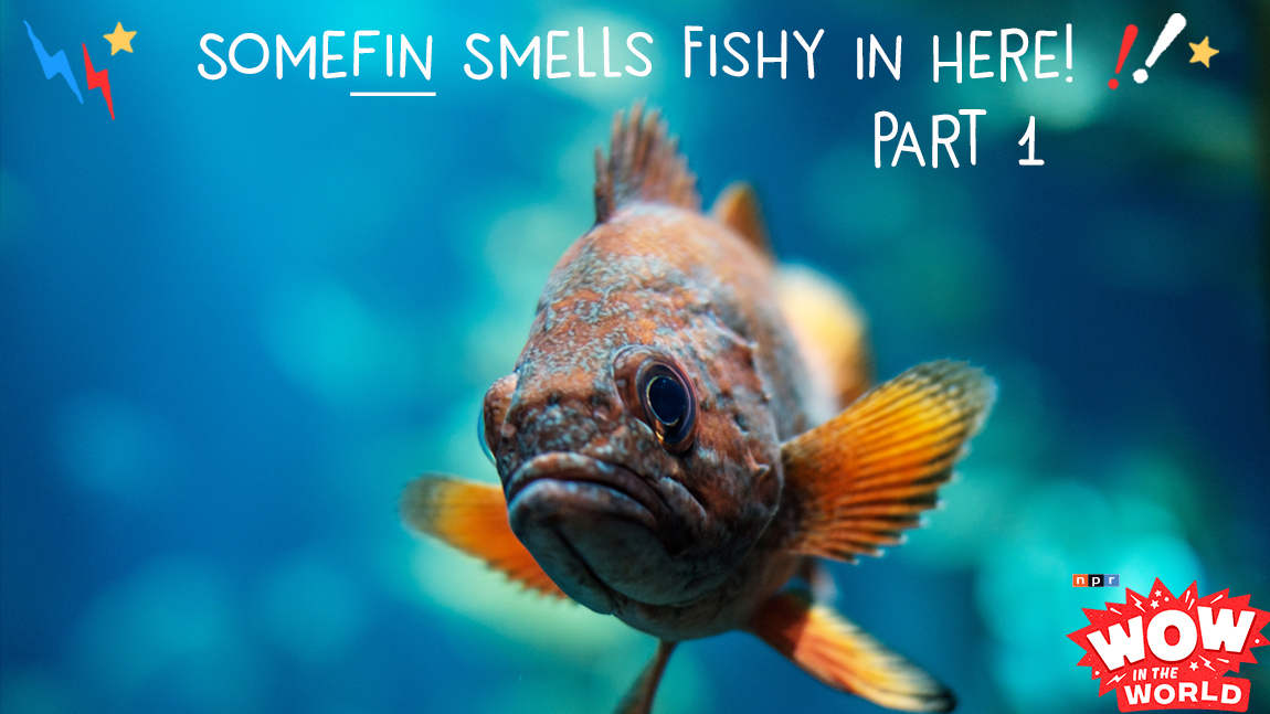 Somefin Smells Fishy In Here! (How Fish Oil Makes Us Smarter) Part 1 NPR
