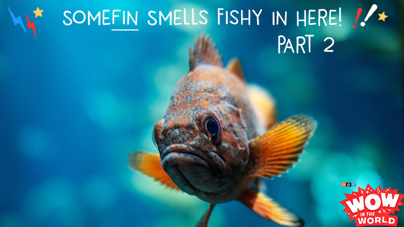 Somefin Smells Fishy In Here How Fish Oil Makes Us Smarter Part Somefin Smells Fishy In Here How Fish