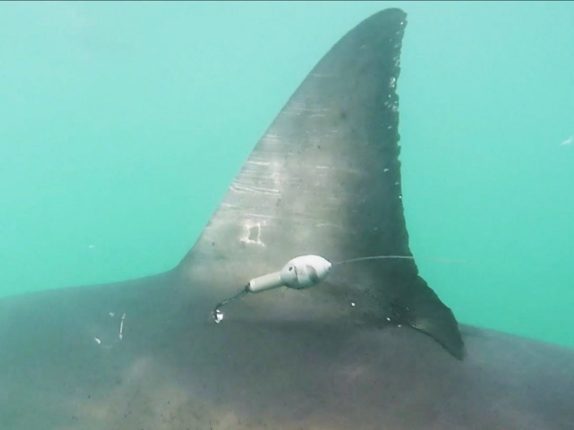 Scientists tagged over 30 great white sharks last fall — more than they had ever done in a single season. (Courtesy Stanford University — Block Lab Hopkins Marine Station)