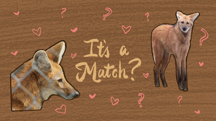 WATCH Rare Maned Wolves Need A Matchmaker