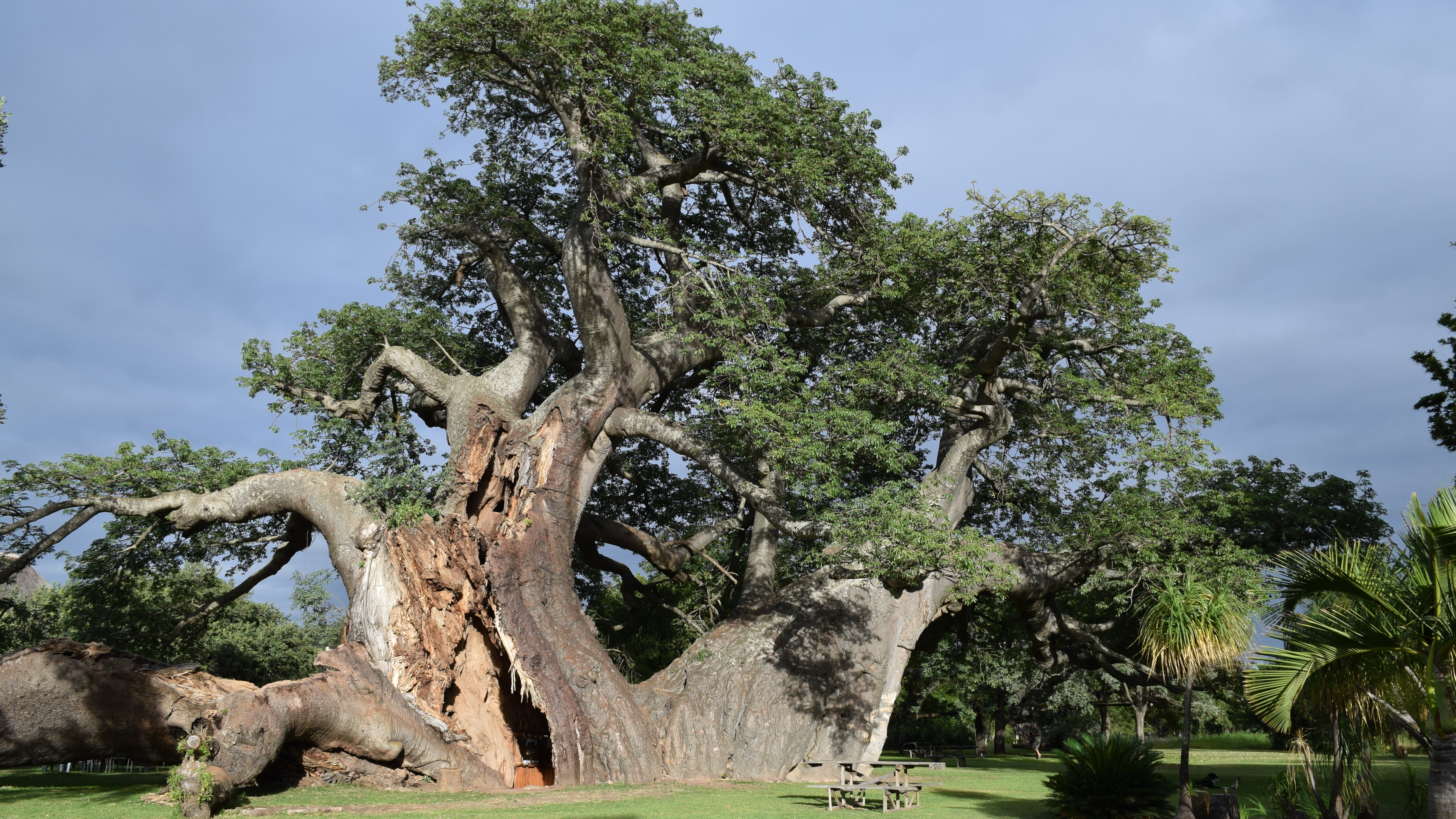 Some of Africa's Biggest Baobab Trees Are Dying Off