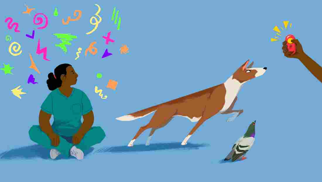A surgeon, a dog and a clicker.