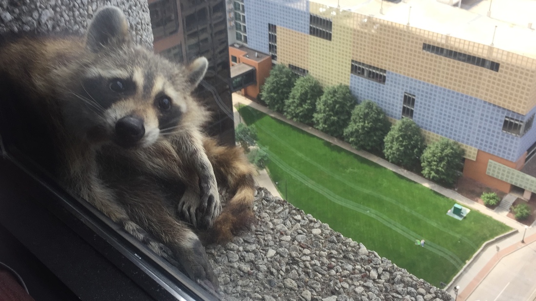 Raccoon Is Rescued Atop Building In Minnesota, After Capturing Fans