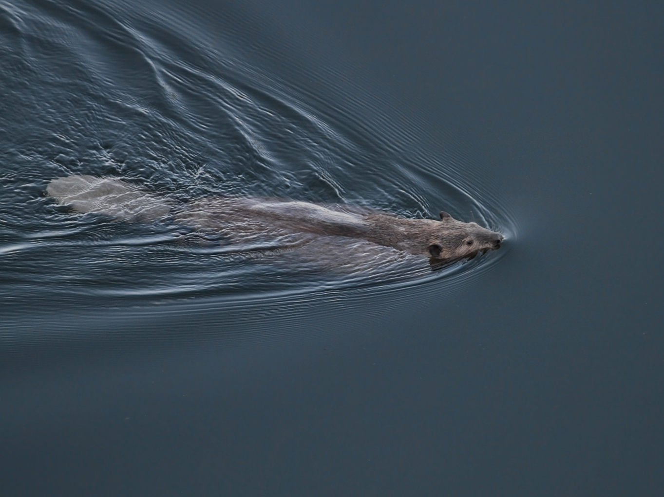 Beavers are known as "ecosystem engineers," species that make precise and transformative changes to their lived environment.