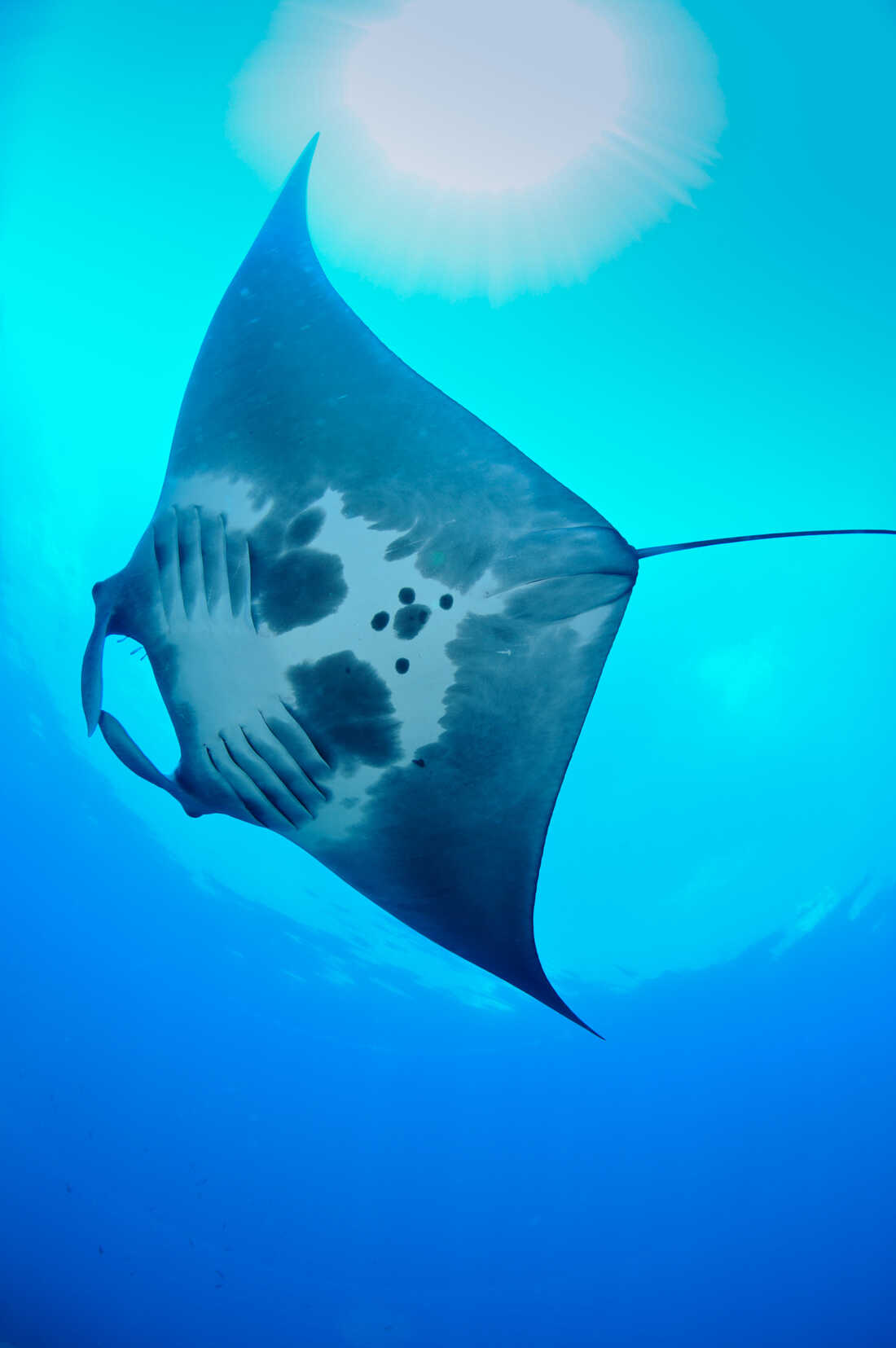 Nursery For Giant Manta Rays Discovered In Gulf Of Mexico : NPR