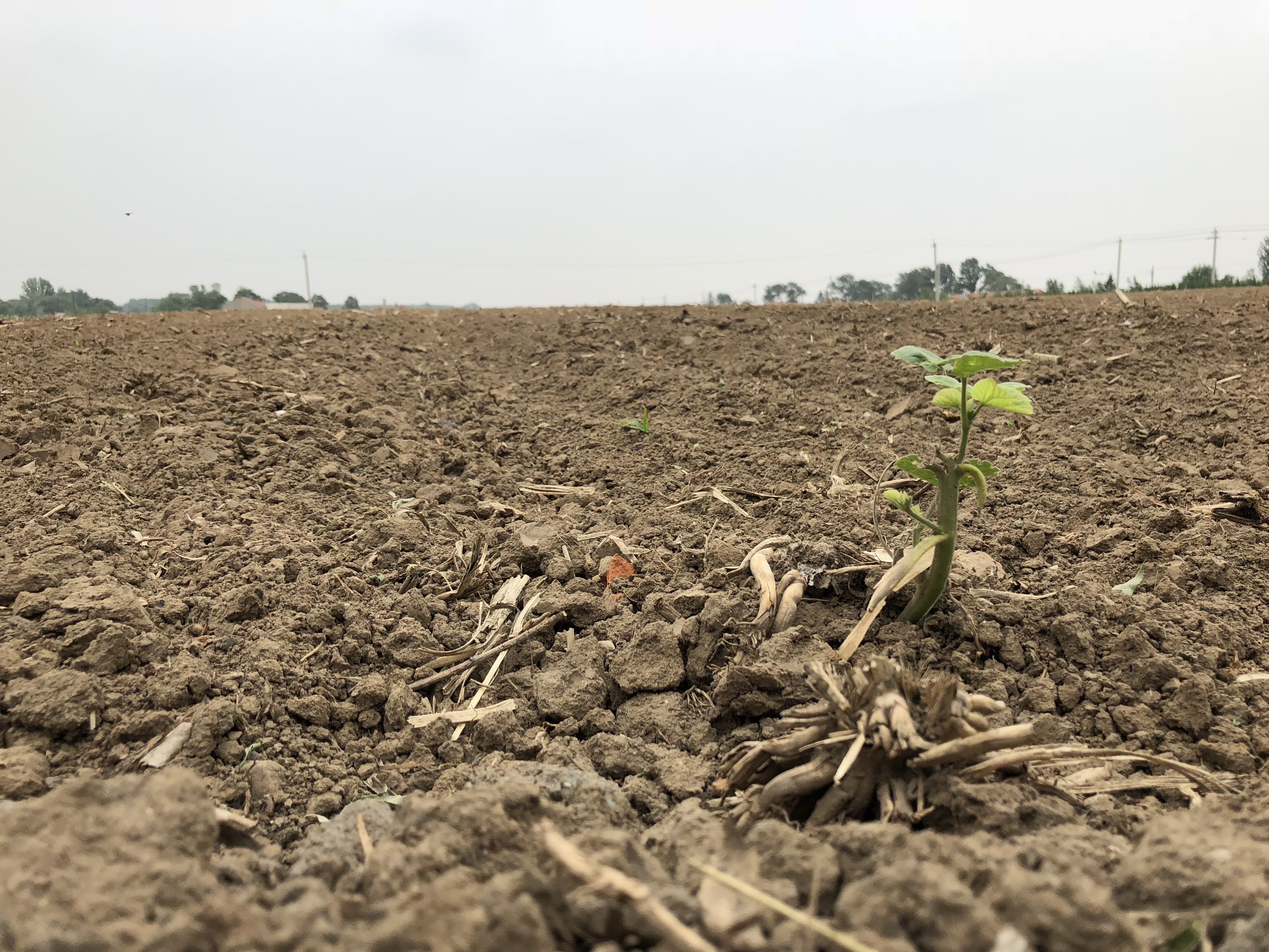 A single soybean plant grows in a field in the village of Sandaogou, China. (NPR)