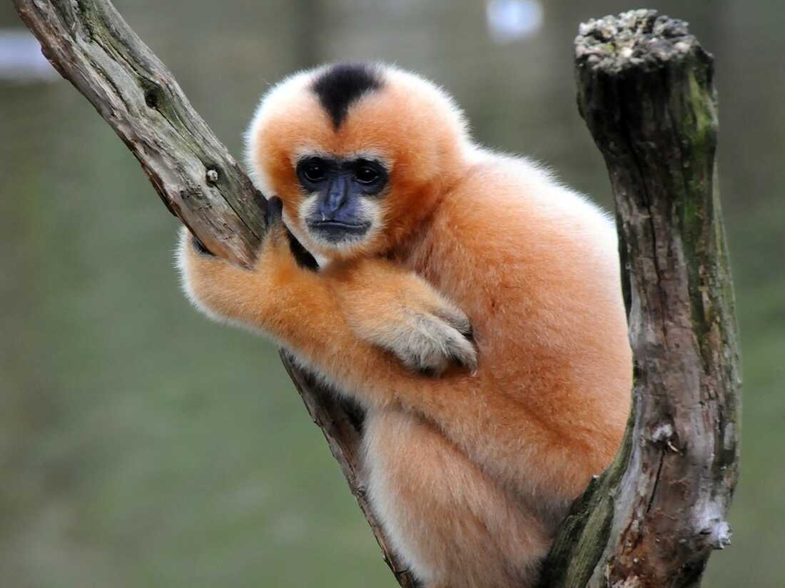 Gibbons Ape