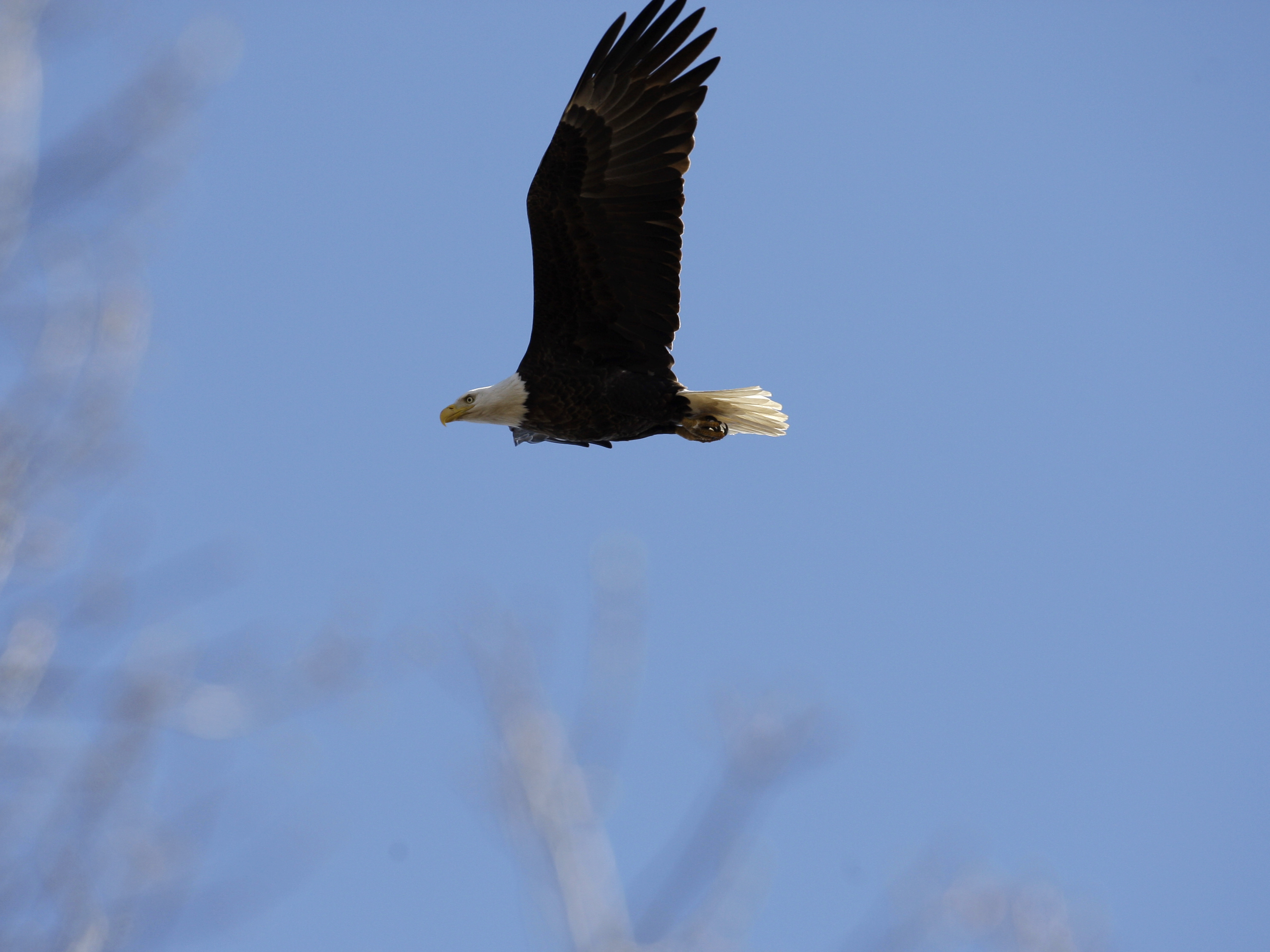 Officials say illegal pesticide caused deaths of 13 bald eagles in Maryland