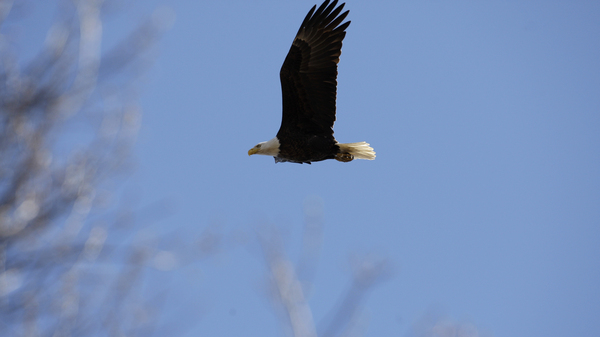 A bald eagle flies over its nest in Middle River, Md., in 2009.