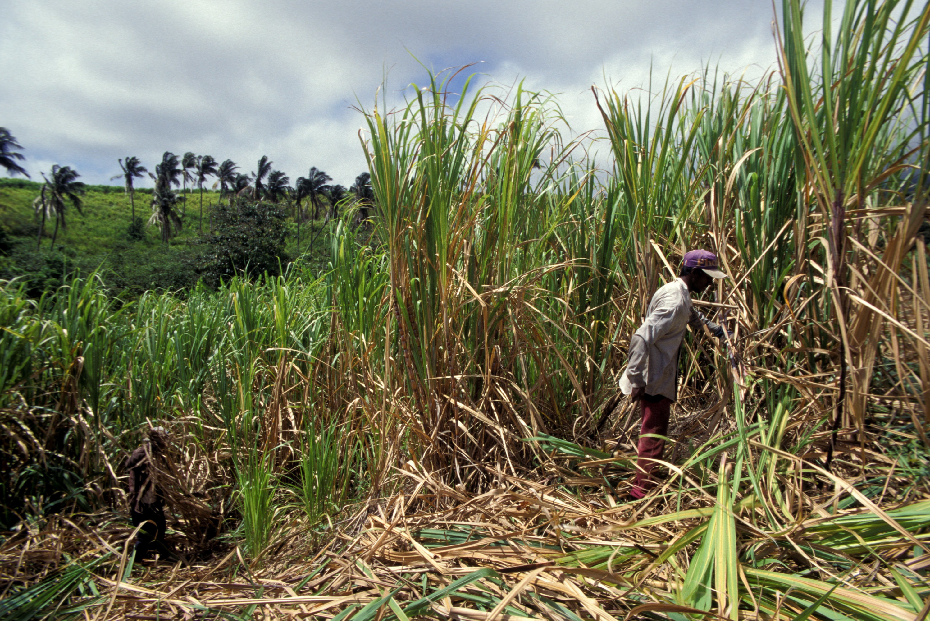 In Guyana, agriculture is the leading industry, and many men cut sugar cane or grow rice. Suicide rates are highest in the country's agricultural villages. (UIG via Getty Images)