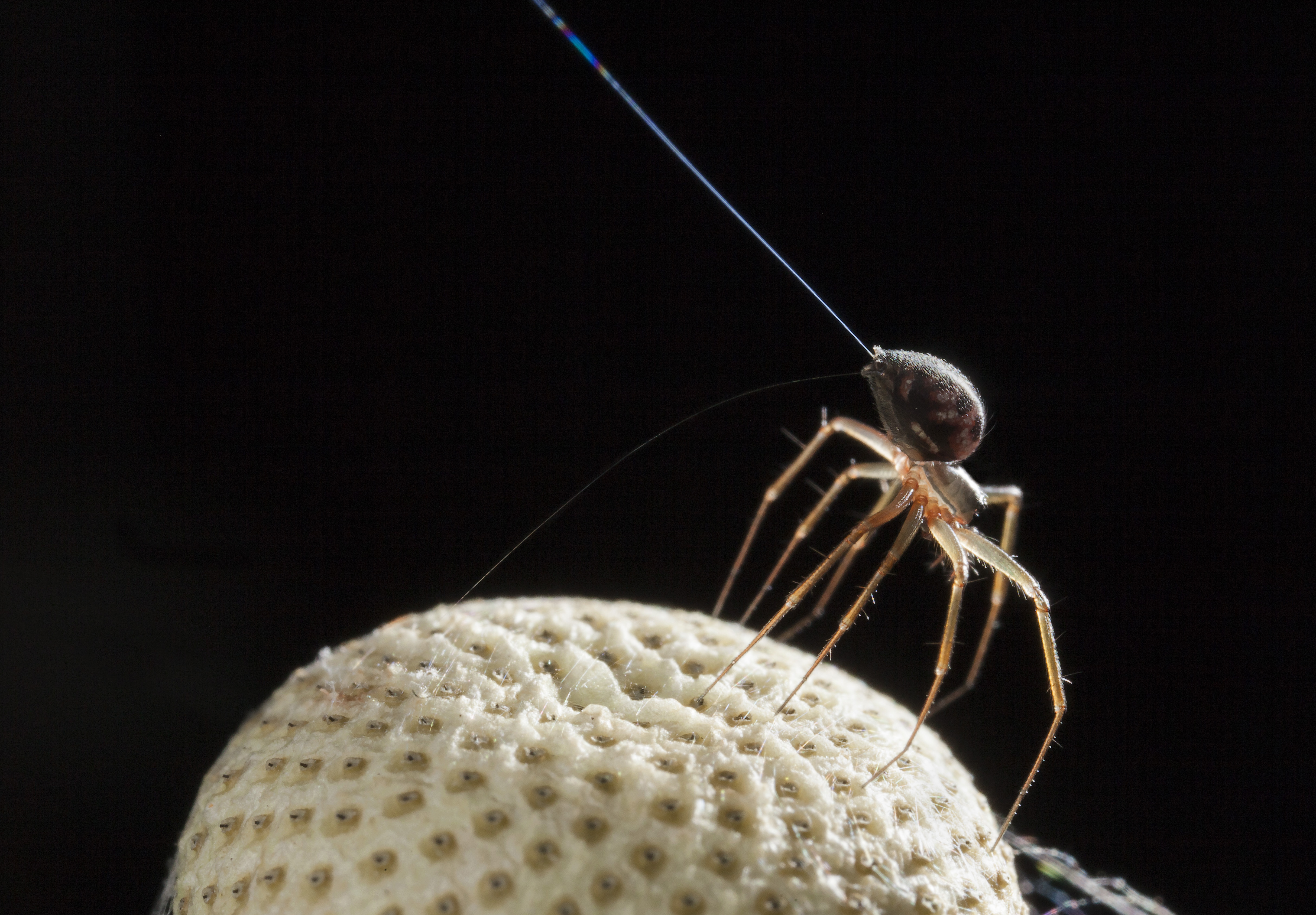 Spiders can fly long distances by releasing long strands of silk, which get picked up by the wind. (Michael Hutchinson/Cell Press)