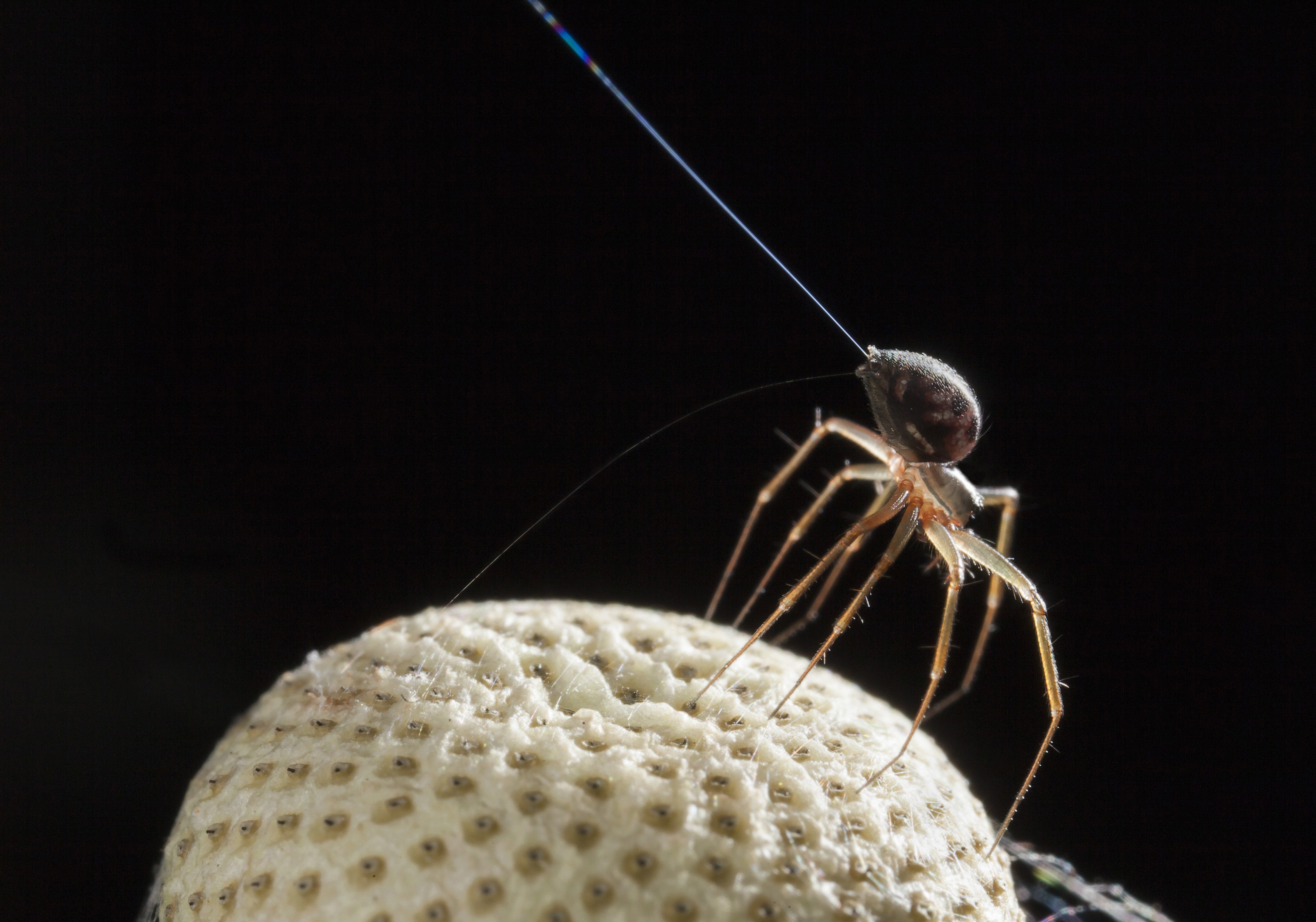 #WeirdNews: Electricity potential answer to the mystery of ‘flying’ spiders